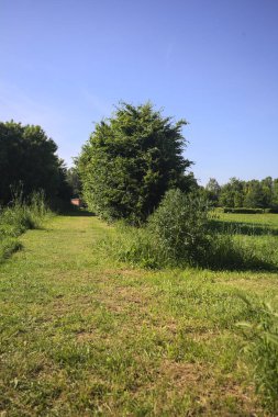 Ağaçlarla çevrili çimen yolu