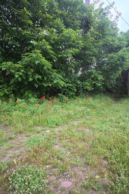 Bulutlu bir günde bir patikanın başlangıcı