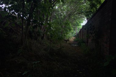 Kemerli ağaçların altındaki patika