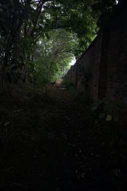 Kemerli ağaçların altındaki patika