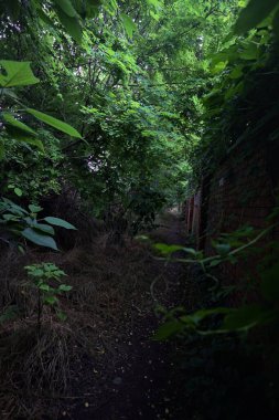 Kemerli ağaçların altındaki patika