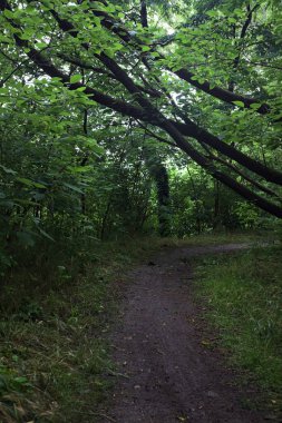 Ağaç gövdesi bir patikanın üzerinde