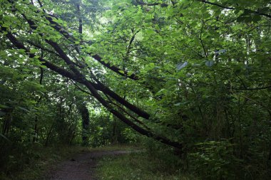 Ağaç gövdesi bir patikanın üzerinde