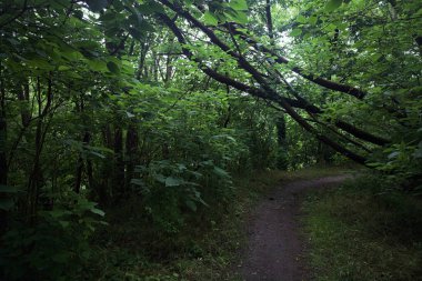 Ağaç gövdesi bir patikanın üzerinde