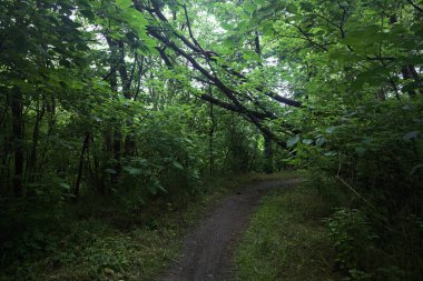 Ağaç gövdesi bir patikanın üzerinde