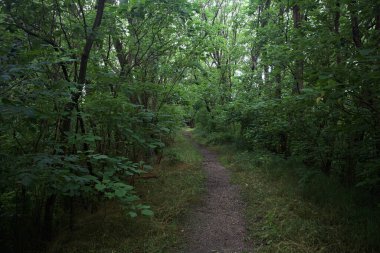 Bulutlu bir günde ormanda patika