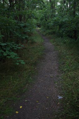 Bulutlu bir günde ormanda patika