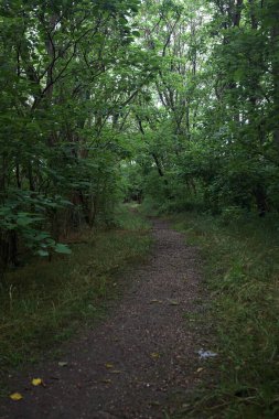 Bulutlu bir günde ormanda patika