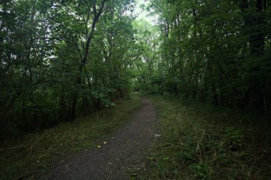 Bulutlu bir günde ormanda patika