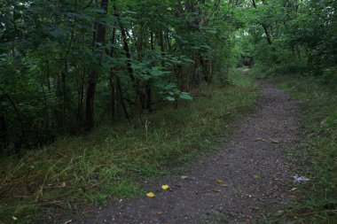 Bulutlu bir günde ormanda patika