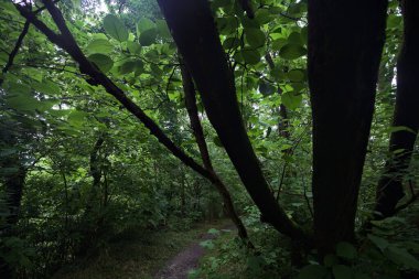 Ağaç gövdesi bir patikanın üzerinde