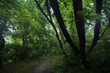 Ağaç gövdesi bir patikanın üzerinde