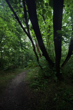 Ağaç gövdesi bir patikanın üzerinde
