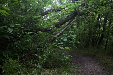 Ağaç gövdesi bir patikanın üzerinde