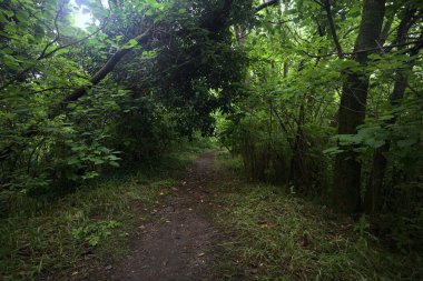 Bulutlu bir günde ormanda patika