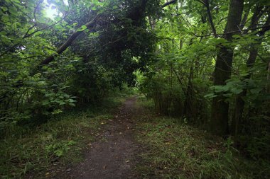 Bulutlu bir günde ormanda patika