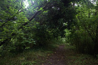 Bulutlu bir günde ormanda patika