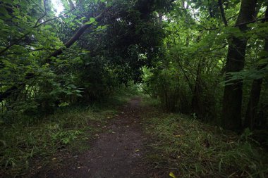 Bulutlu bir günde ormanda patika