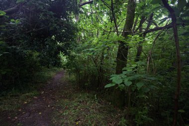 Bulutlu bir günde ormanda patika