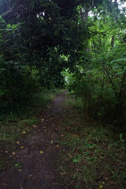Bulutlu bir günde ormanda patika