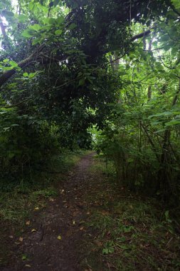 Bulutlu bir günde ormanda patika