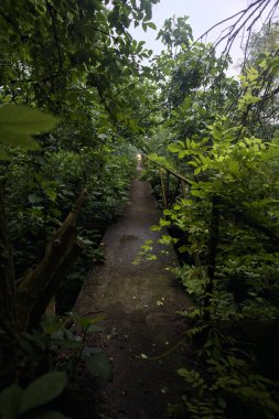 Ormandaki beton patika