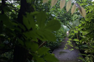 Ormandaki beton patika