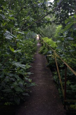 Ormandaki beton patika