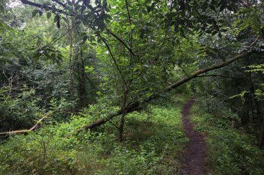 Ağaç gövdesi bir patikanın üzerinde