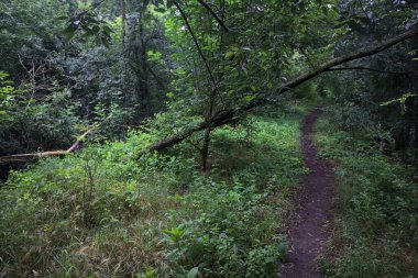 Ağaç gövdesi bir patikanın üzerinde