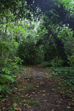 Bulutlu bir günde ormanda patika