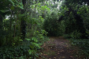 Bulutlu bir günde ormanda patika