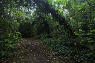 Bulutlu bir günde ormanda patika