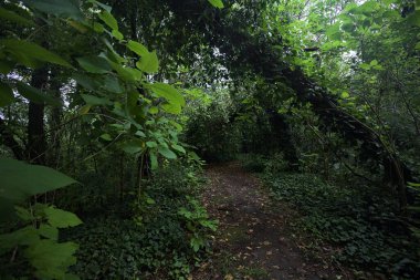 Bulutlu bir günde ormanda patika
