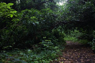 Bulutlu bir günde ormanda patika