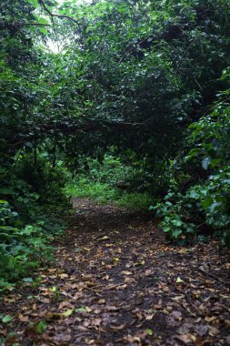 Bulutlu bir günde ormanda patika