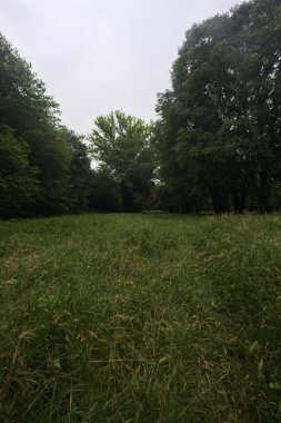 Bulutlu bir günde, uzun otlarla temizliyorum.