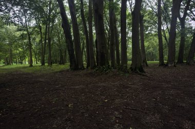 Parktaki ağaçların altında patika