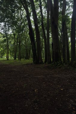 Parktaki ağaçların altında patika