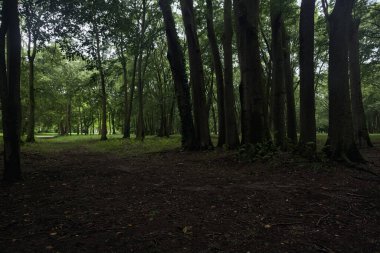 Parktaki ağaçların altında patika