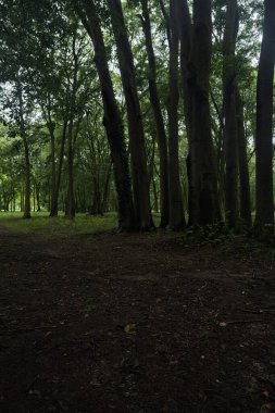 Parktaki ağaçların altında patika