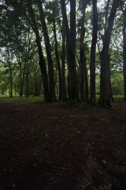 Parktaki ağaçların altında patika