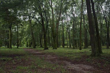 Parktaki ağaçların altında patika
