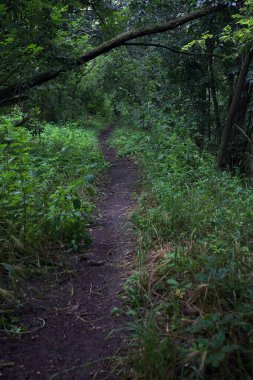 Ağaç gövdesi bir patikanın üzerinde