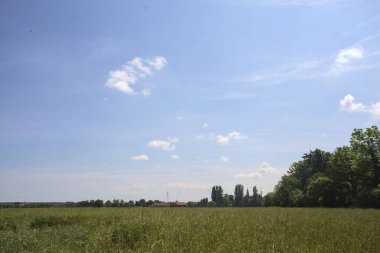 Korulukla çevrili buğday tarlası