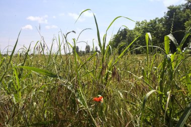 Korulukla çevrili buğday tarlası