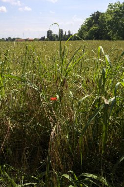Korulukla çevrili buğday tarlası