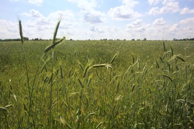 Korulukla çevrili buğday tarlası