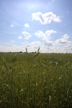 Korulukla çevrili buğday tarlası