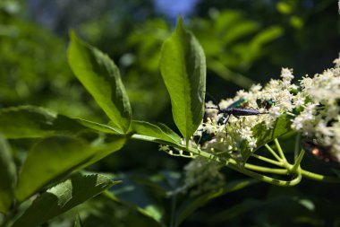 Çiçek açan yaşlı bir çiçeğin üzerindeki böcekler.
